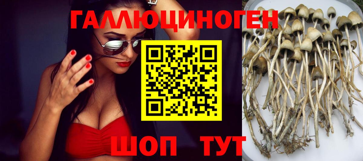 Псилоцибиновые грибы Cubensis  Псилоцибиновые грибы прущие грибы  Новоалександровск  Вход с VPN 